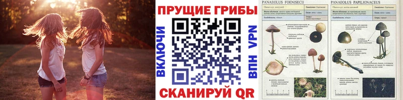 Галлюциногенные грибы Psilocybe  Покачи 
